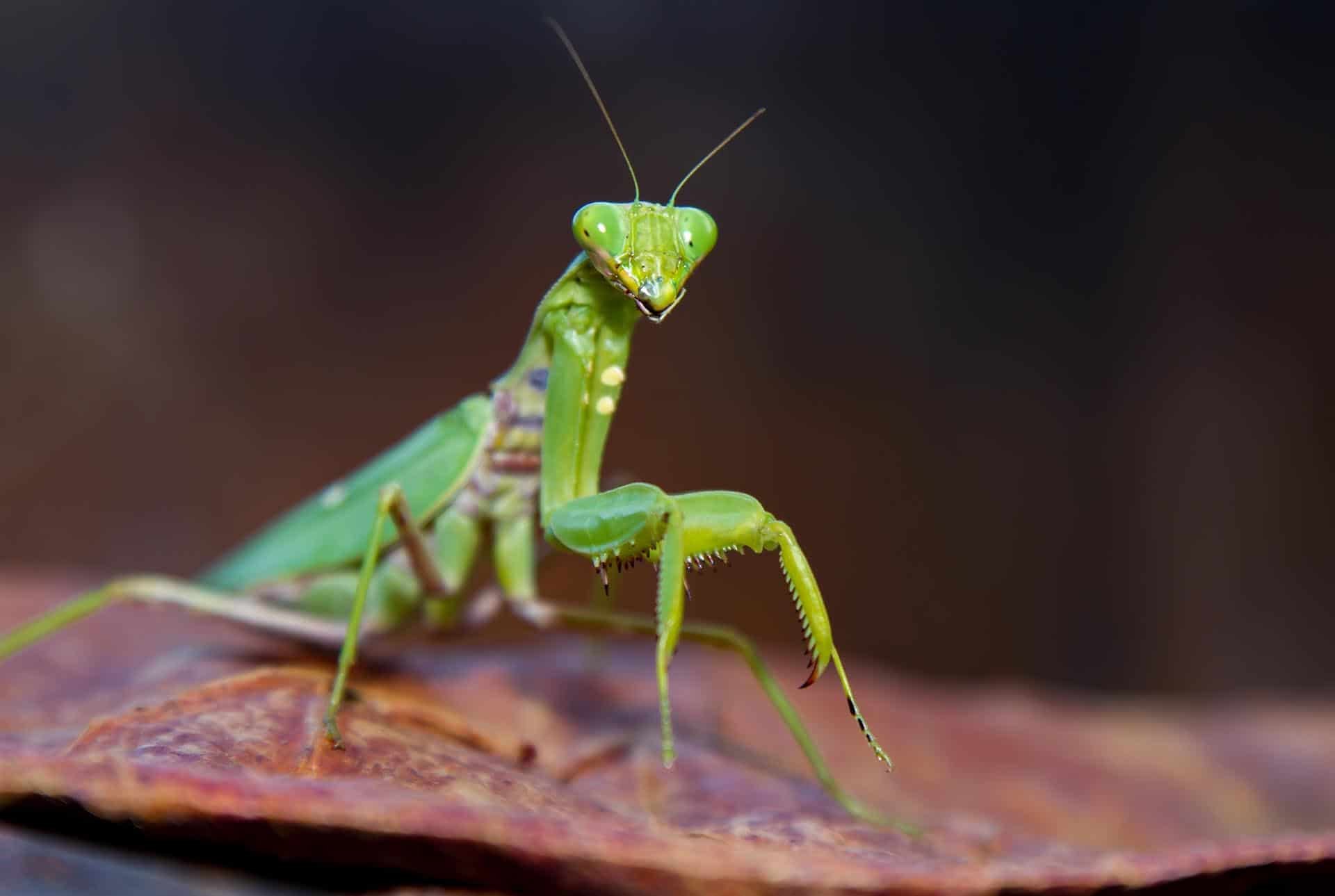A Wee Little Insect in the Scheme of Things
