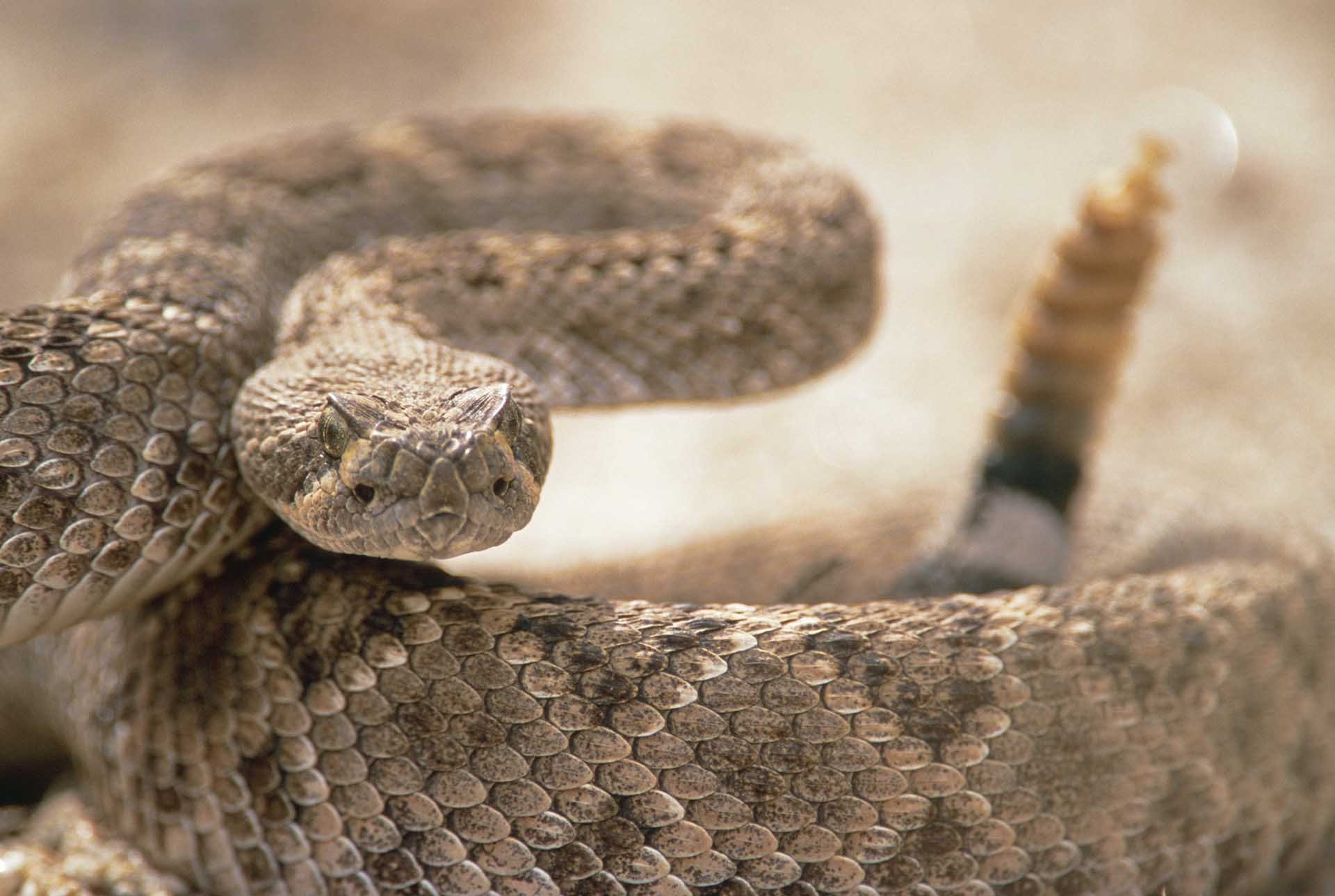 Diamondback Healing